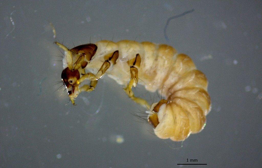 Microscope photo of a freshwater insect larva with a 1 mm scale bar
