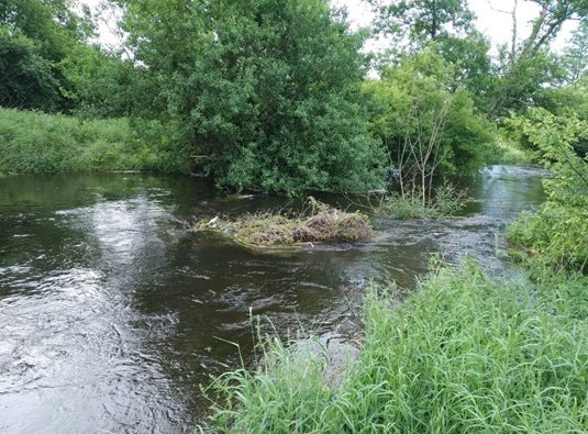 A lowland river running high and fast between grassy banks at flood peak