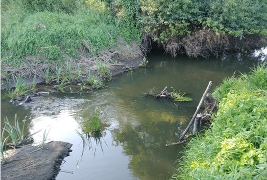 The same river at low flow, with exposed banks, shallow water and woody debris